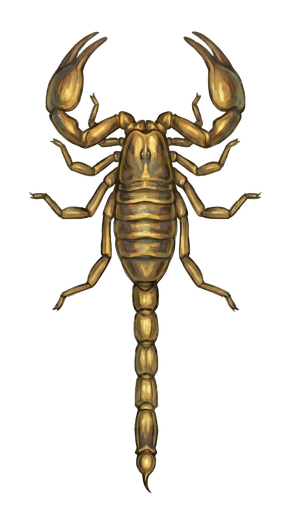 An illustration of a Arizona Bark Scorpion, Centruroides sculpturatus