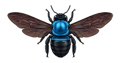 An illustration of a Blue Carpenter Bee, Xylocopa virginica