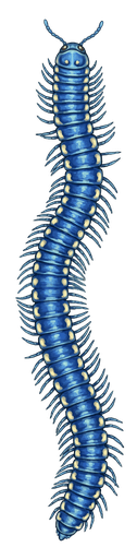 An illustration of a Blue Cloud Forest Millipede, Pararhachistes potosinus