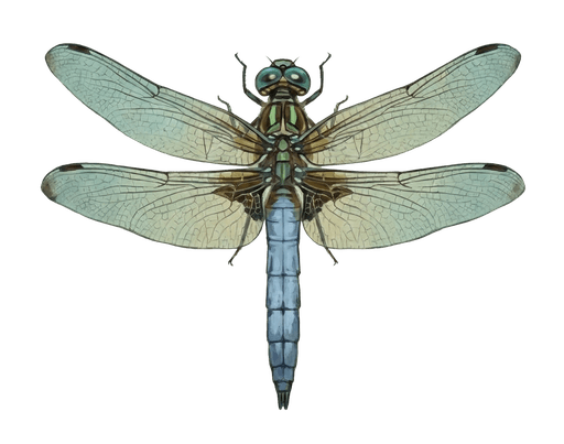 An illustration of a Blue Dasher, Pachydiplax longipennis