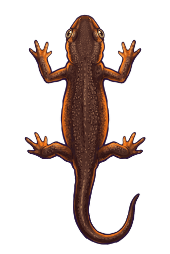 An illustration of a California Newt, Taricha torosa