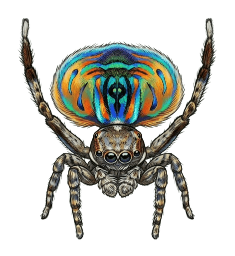 An illustration of a Coastal Peacock Spider, Maratus speciosus