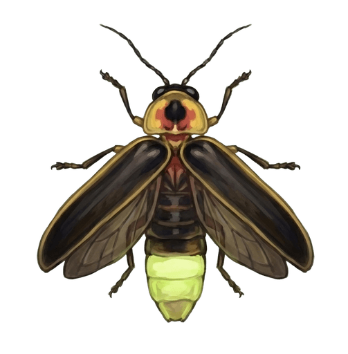 An illustration of a Common Eastern Firefly, Photinus pyralis