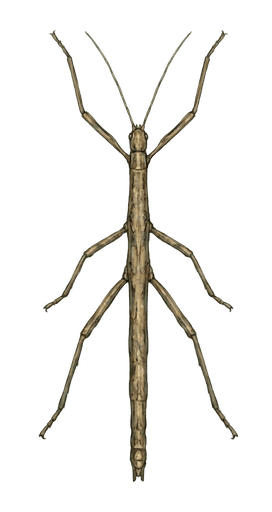 An illustration of a Common Walkingstick, Diapheromera femorata