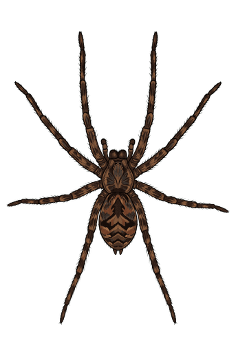 An illustration of a Dark Fishing Spider, Dolomedes tenebrosus