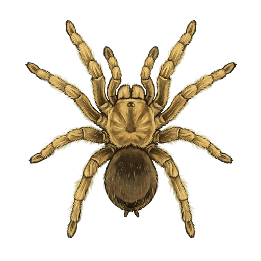 An illustration of a Desert Blonde Tarantula, Aphonopelma chalcodes
