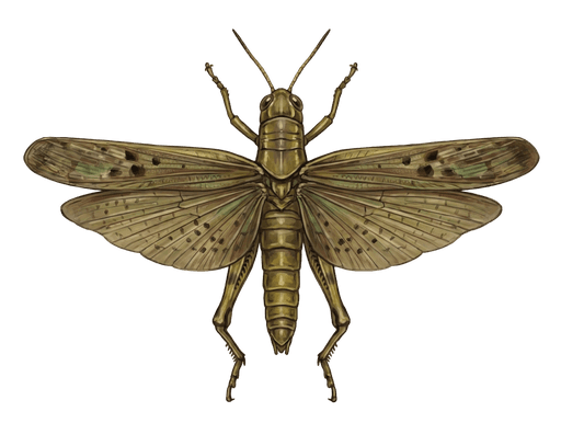 An illustration of a Differential Grasshopper, Melanoplus differentialis