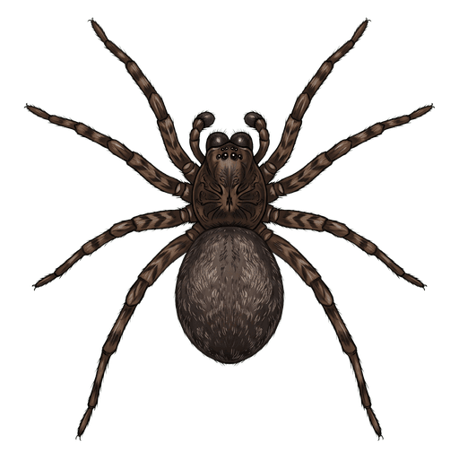 An illustration of a Diving Bell Spider, Argyroneta aquatica
