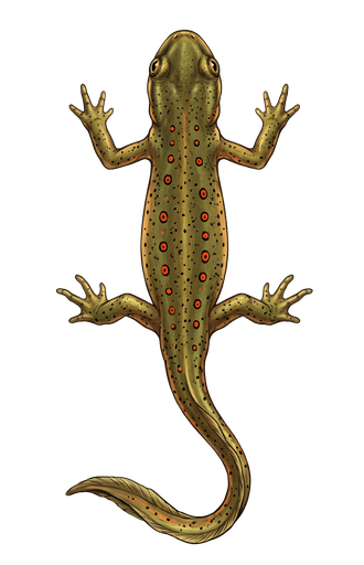 An illustration of a Eastern Newt, Notophthalmus viridescens