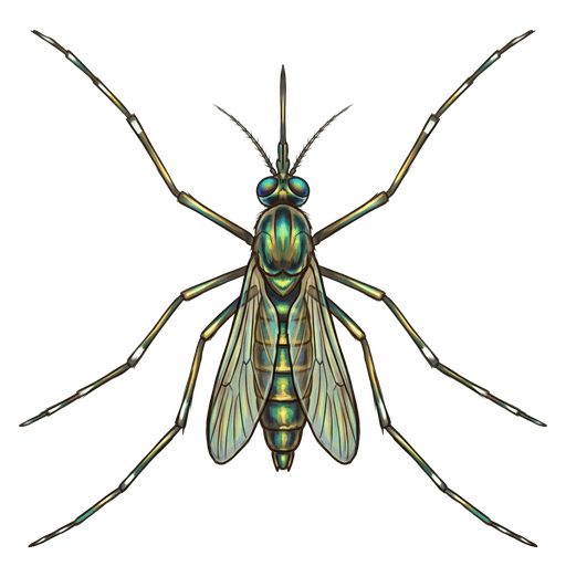 An illustration of a Elephant Mosquito, Toxorhynchites rutilus