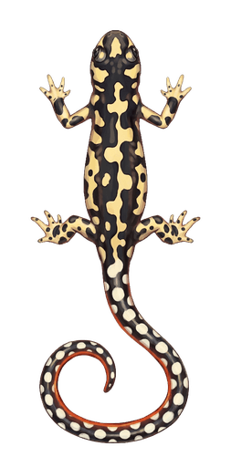 An illustration of a Kaiser's Spotted Newt, Neurergus kaiseri