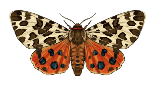 An illustration of a Garden Tiger Moth, Arctia caja