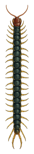 An illustration of a Giant Redheaded Centipede, Scolopendra heros