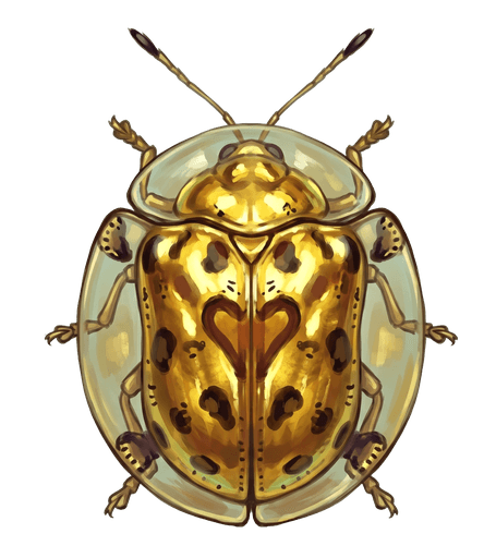 An illustration of a Golden Tortoise Beetle, Charidotella sexpunctata