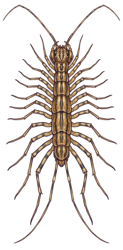 An illustration of a House Centipede, Scutigera coleoptrata