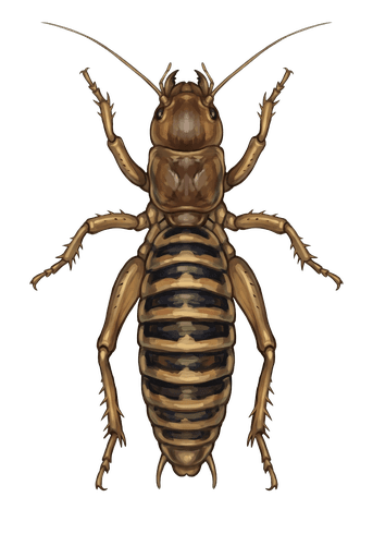 An illustration of a Jerusalem Cricket, Stenopelmatus fuscus