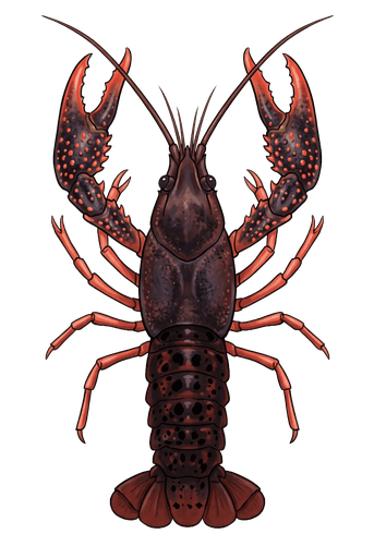 An illustration of a Louisiana Crawfish, Procambarus clarkii