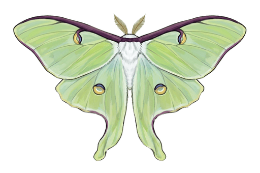 An illustration of a Luna Moth, Actias luna