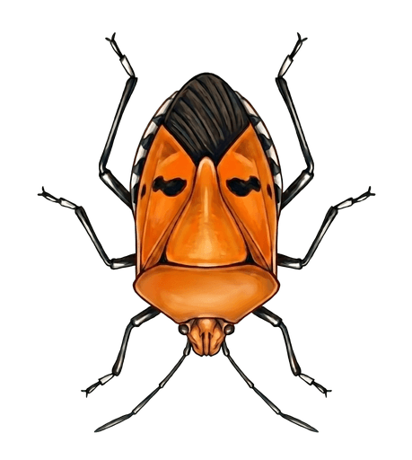 An illustration of a Man-faced Stink Bug, Catacanthus incarnatus