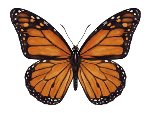 An illustration of a Monarch Butterfly, Danaus plexippus