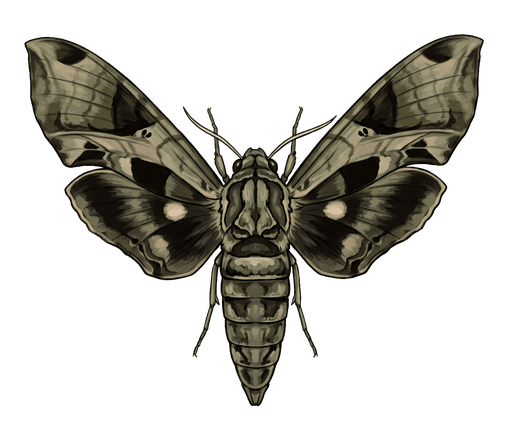 An illustration of a Pandora Sphinx Moth, Eumorpha pandorus