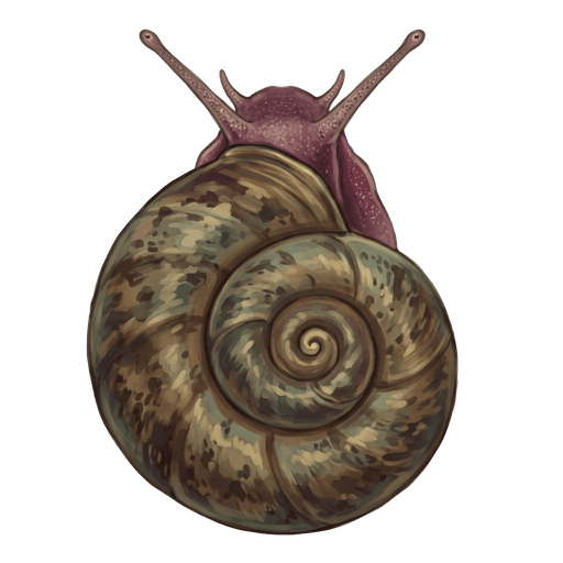 An illustration of a Ramshorn Snail, Planorbarius corneus