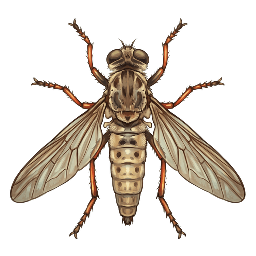 An illustration of a Red-Footed Cannibalfly, Promachus rufipes