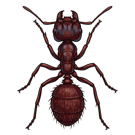 An illustration of a Red Harvester Ant, Pogonomyrmex barbatus
