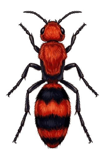 An illustration of a Red Velvet Ant, Dasymutilla occidentalis