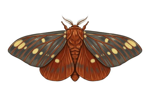 An illustration of a Regal Moth, Citheronia regalis