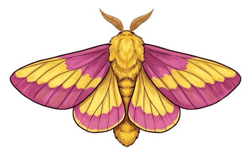 An illustration of a Rosy Maple Moth, Dryocampa rubicunda