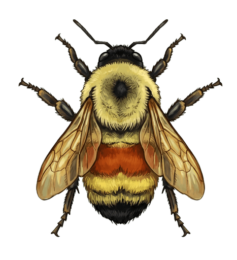 An illustration of a Rusty Patched Bumble Bee, Bombus affinis