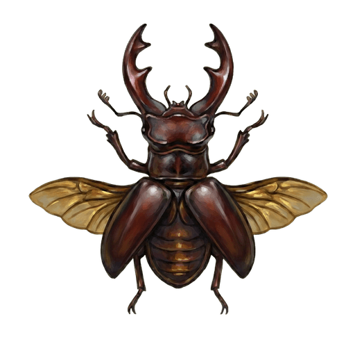 An illustration of a Stag Beetle, Lucanus elaphus