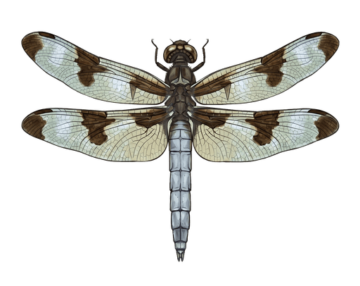 An illustration of a Twelve-Spotted Skimmer, Libellula pulchella