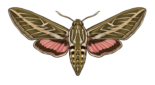 An illustration of a White-Lined Sphinx Moth, Hyles lineata