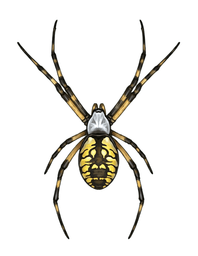 An illustration of a Yellow Garden Spider, Argiope aurantia